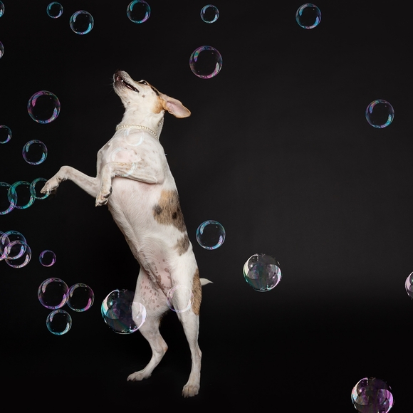 🐾 Welcome To My Closet 🐾 - Picture 8 of 9